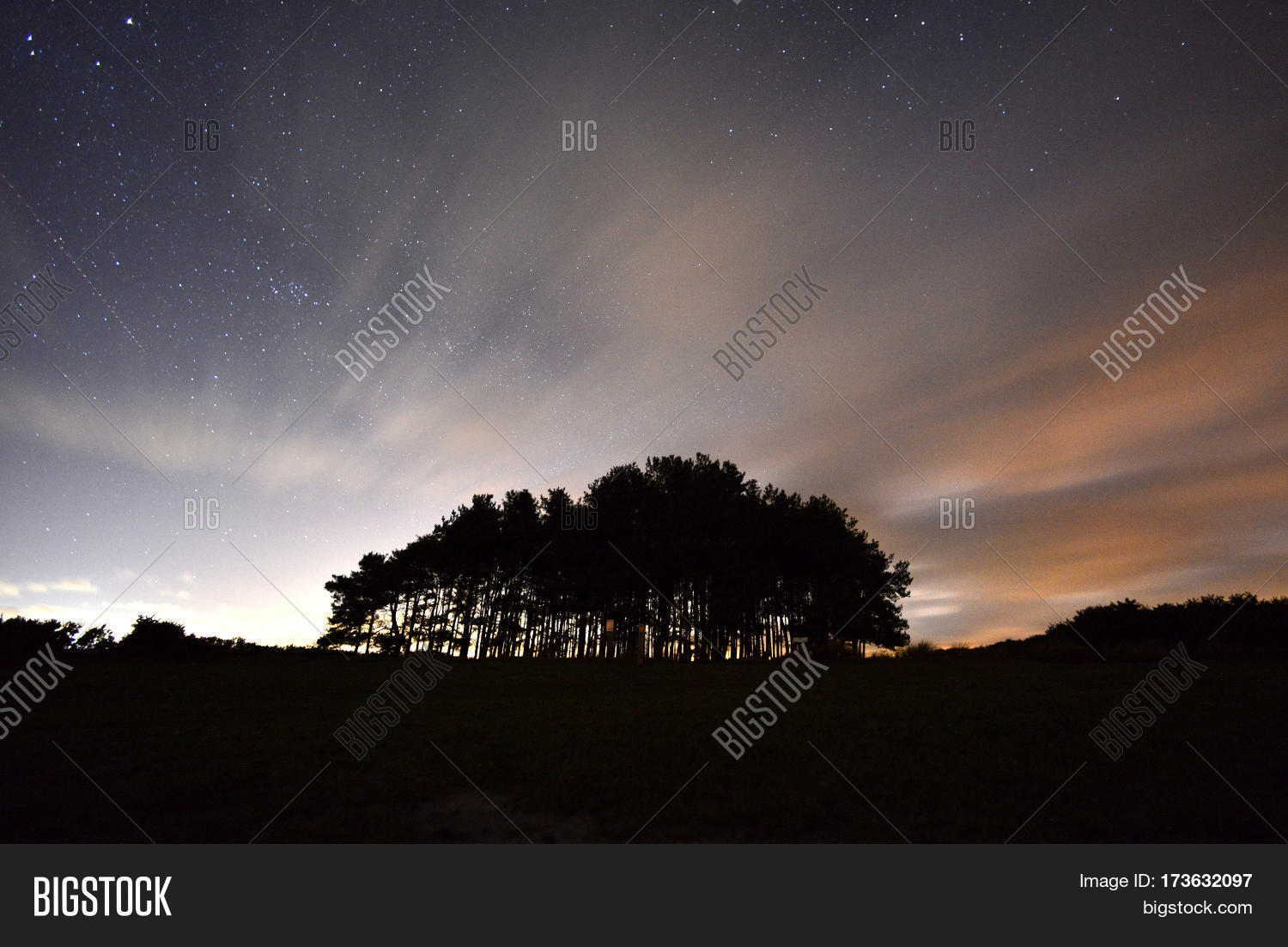 stars at night over a clump of silhouetted trees