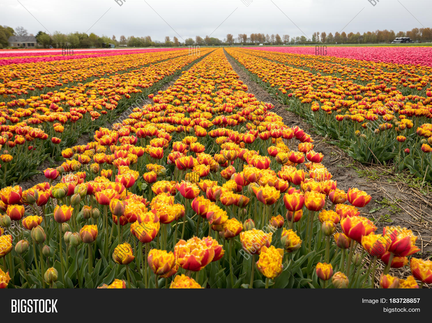 tulip fields in the bollenstreek south holland netherlands