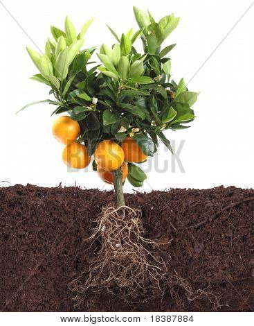 孤立在土里的根白色的小桔子树