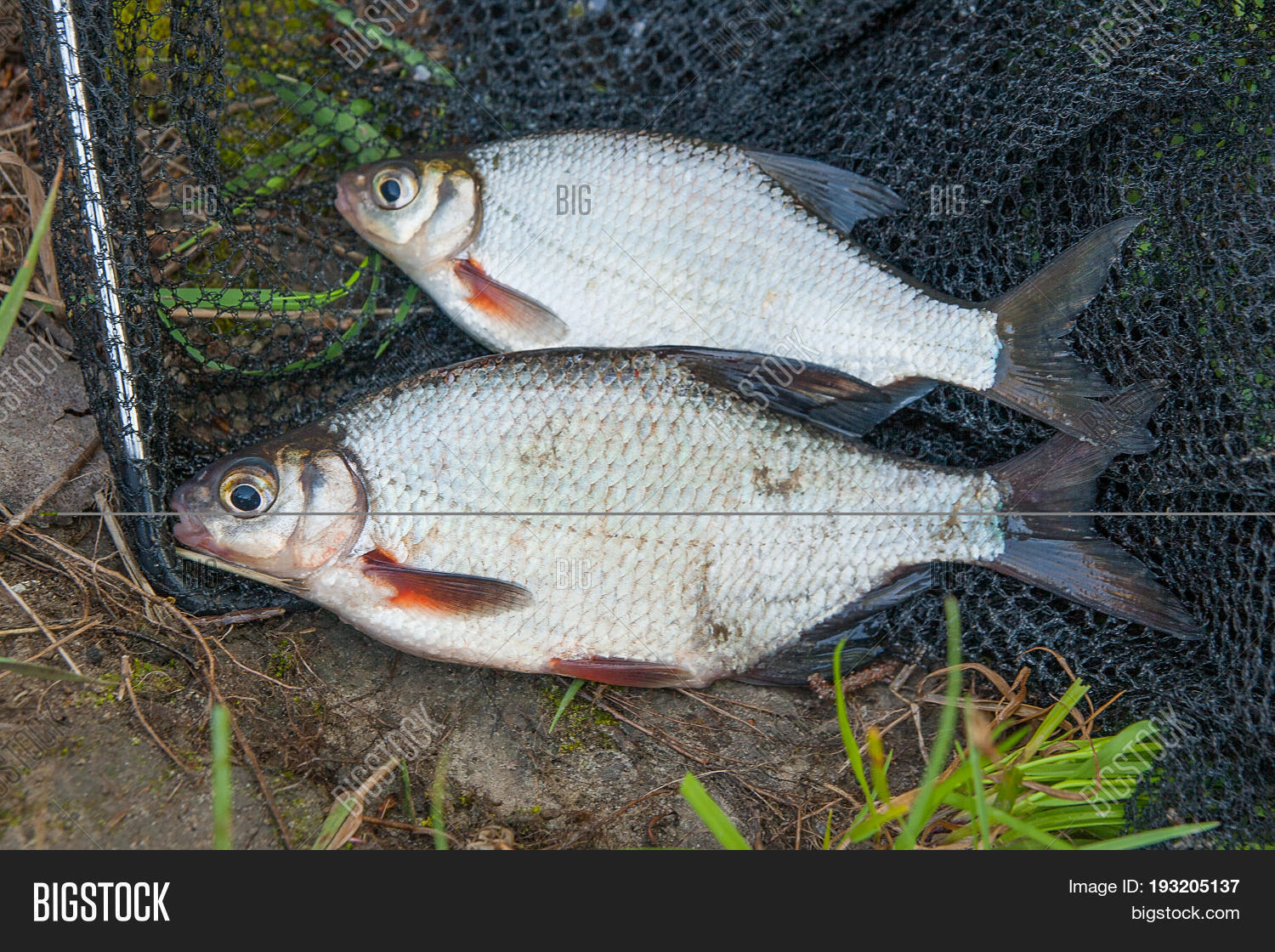 two freshwater fish white bream图片和照片 | bigstock