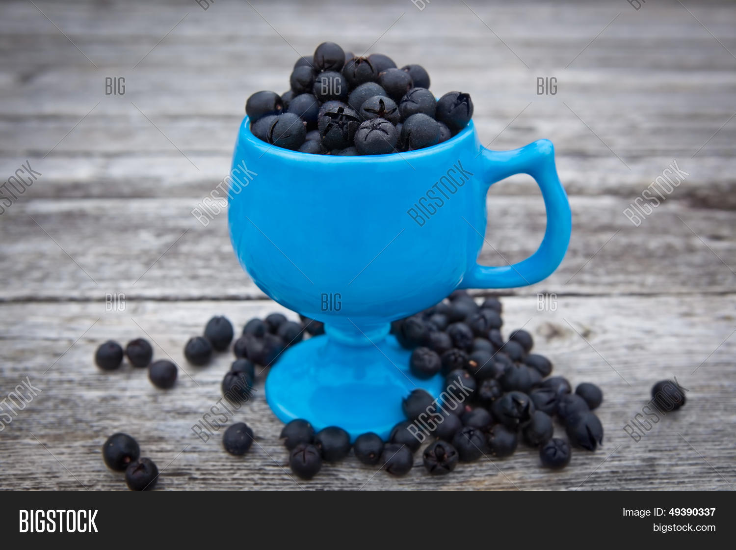 edible salal berries gaultheria shallon native to western north