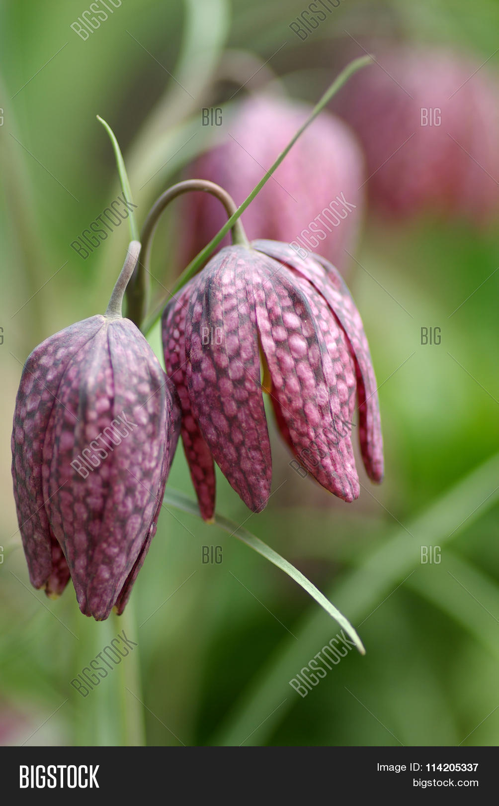 fritillaria meleagris in the garden in summer day