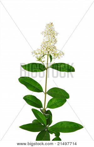 野生女贞 (女贞花)