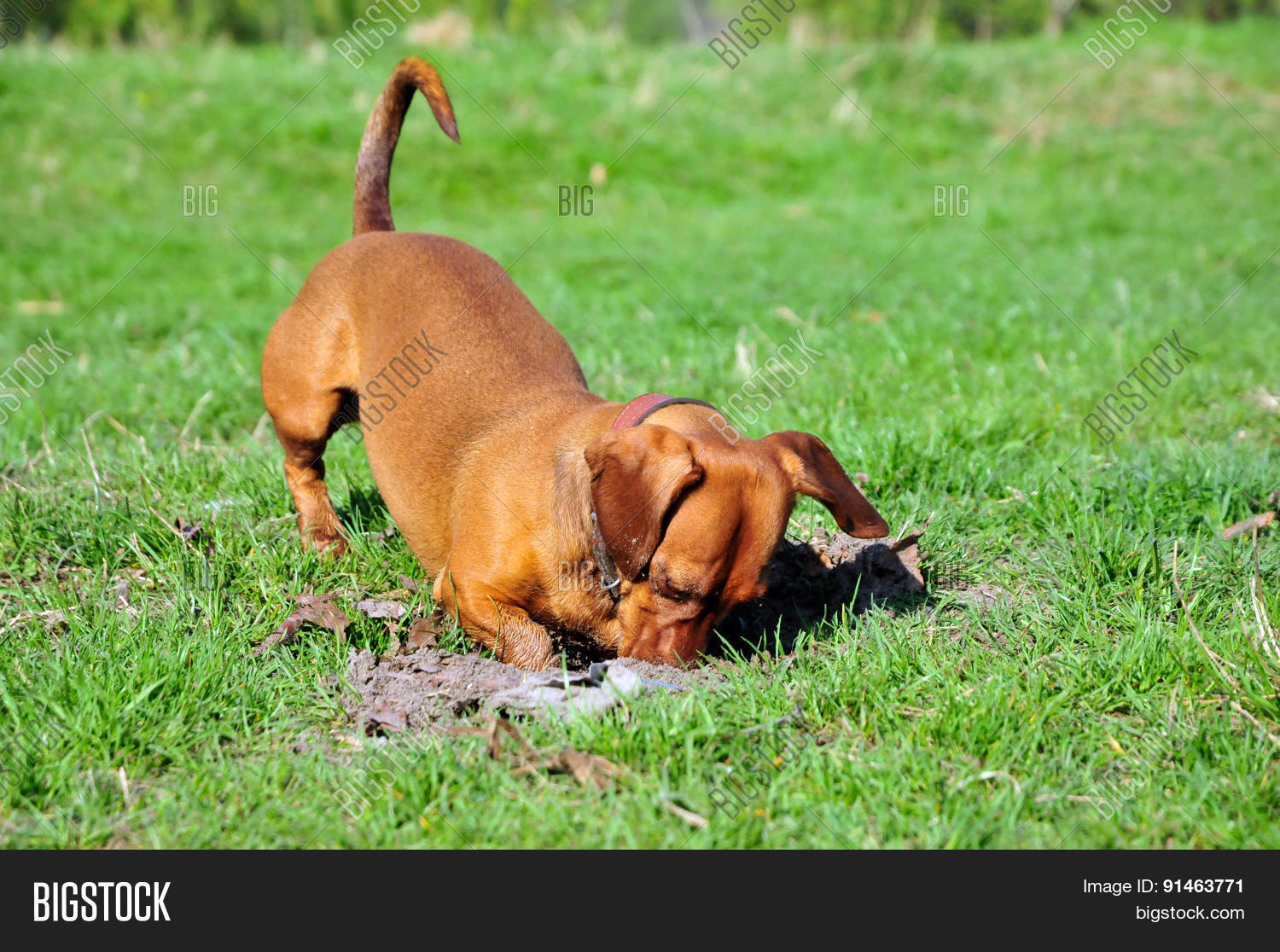 the dog digs a hole.