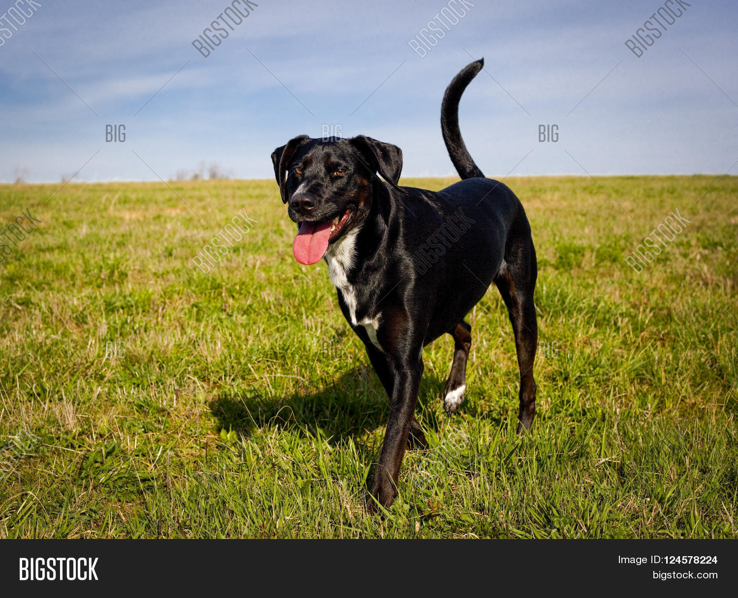 sweeet playful black mutt with wagging tail and red tongue