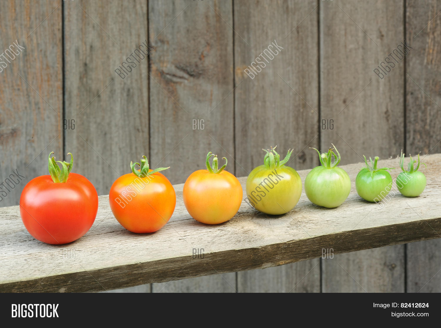 evolution of red tomato - maturing process of the fruit - stages