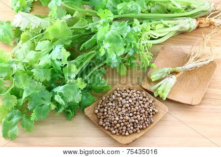 closeup photo of fresh coriander, cilantro and a bowl of seeds