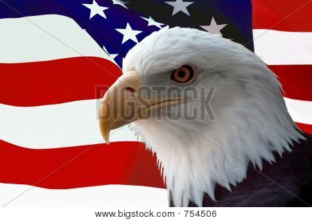 美国国旗上的秃头鹰