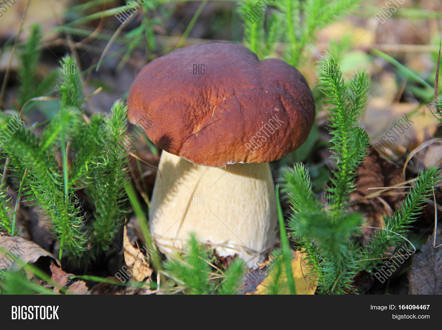 white fungus in a forest clearing in the summer. russia.