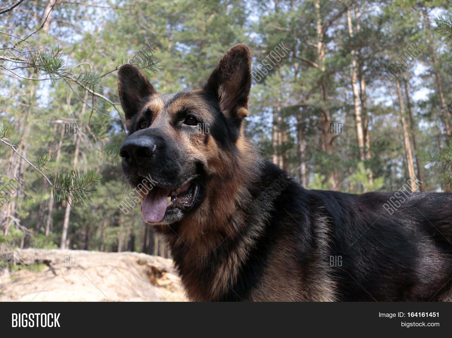 german shepherd dog is in a car in summer day