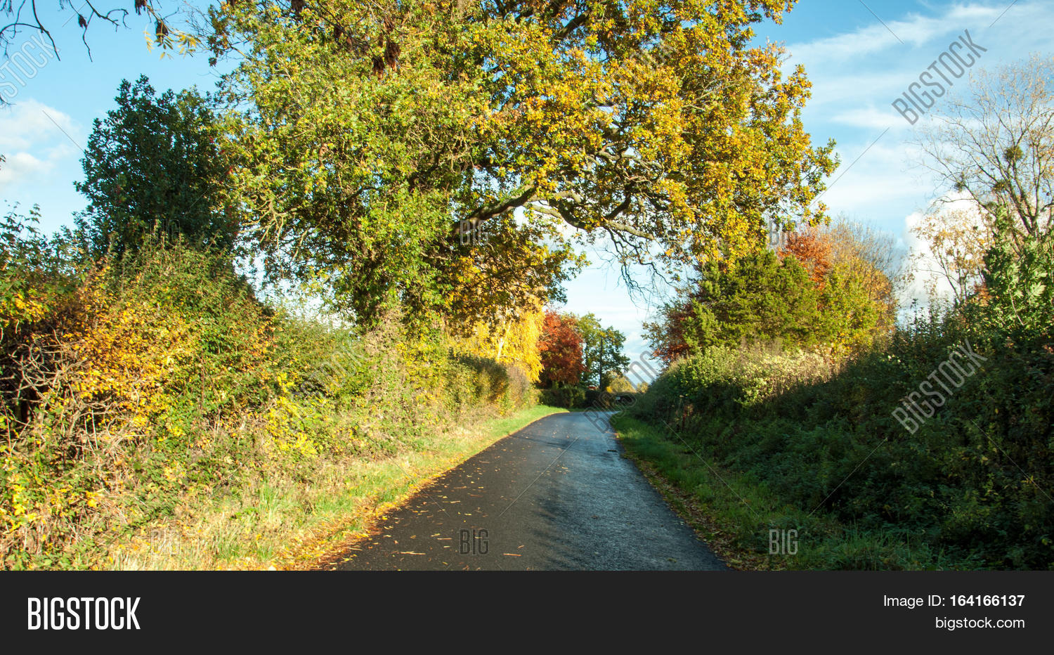 autumn trees down a country lane in the british countryside.
