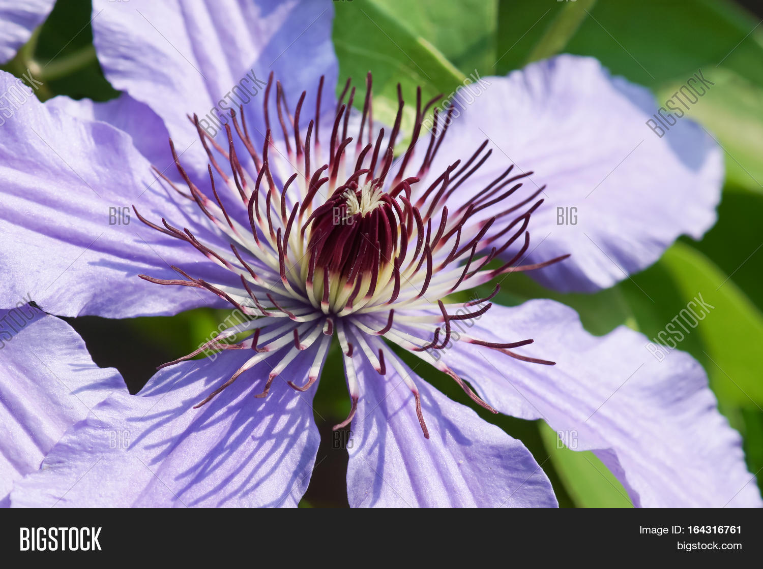 the fluffy stamens of a flower climbing plant clematis general