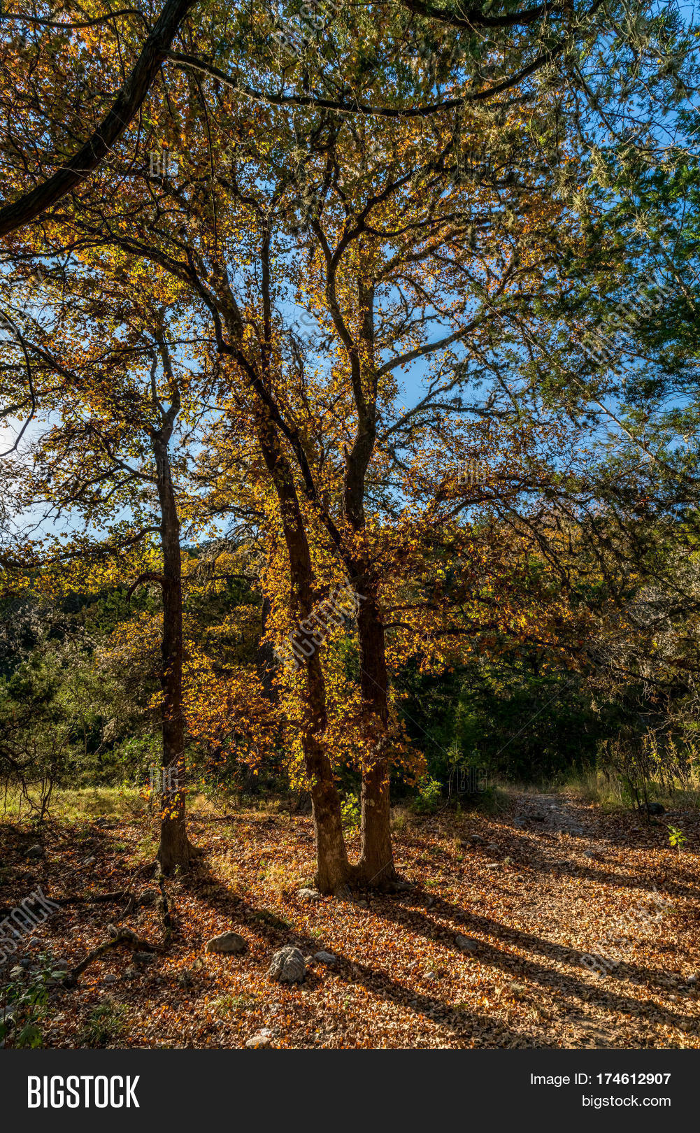 a picturesque scene with fall foliage on old maple trees at lost