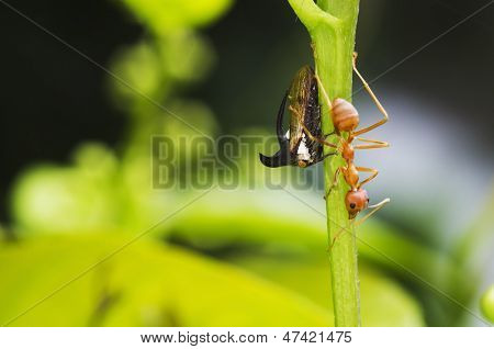 公开该 lightbox 保存取消 &nbsp; 保存 下载预览 weaver ant is