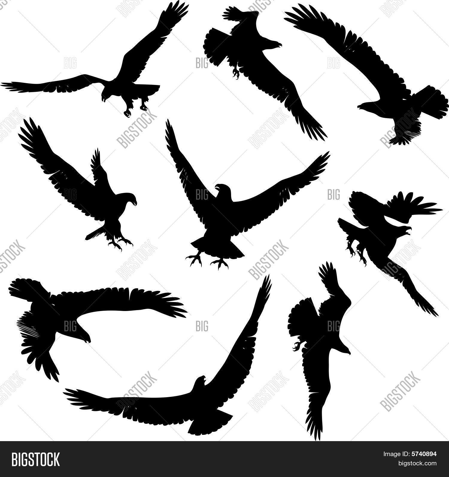 老鹰剪影矢量图和照片 | bigstock
