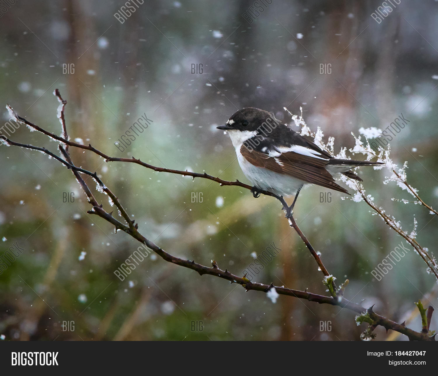 european pied flycatcher (ficedula hypoleuca) in grass in the