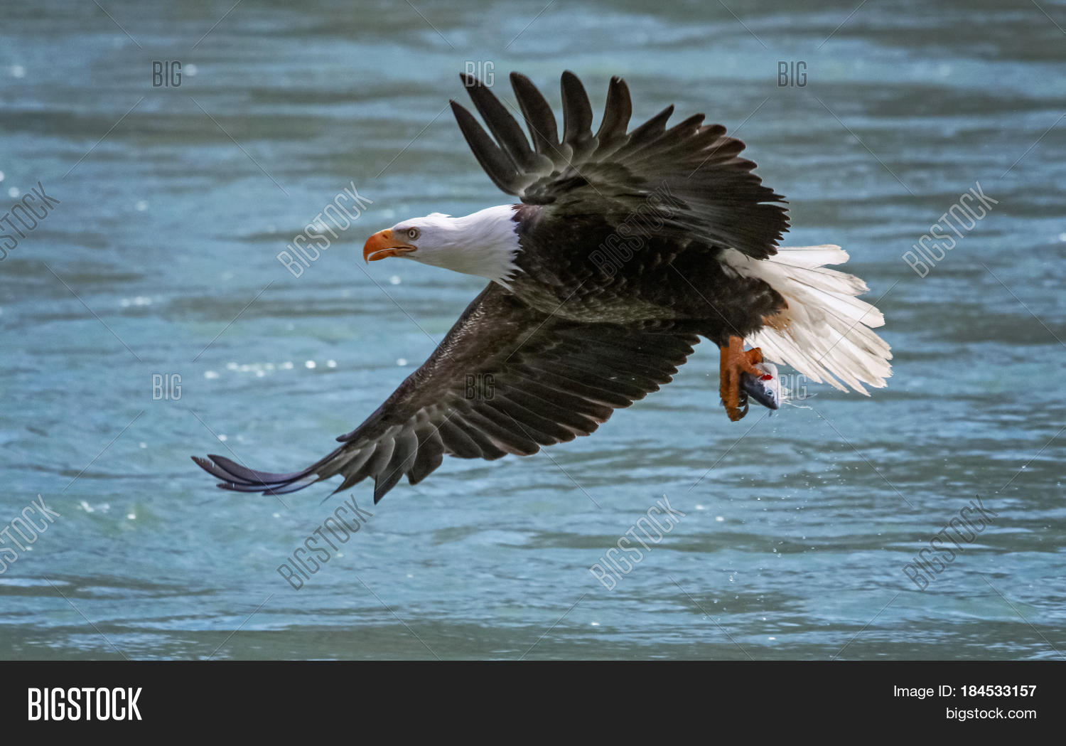an eagle flying off with a fish