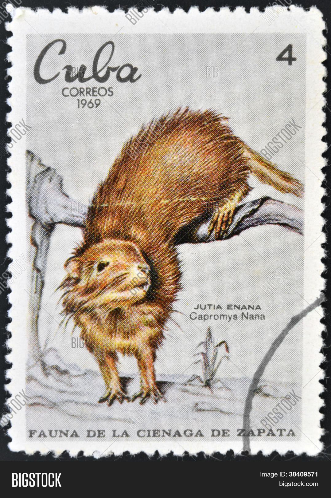 古巴-大约 1969年: 一枚邮票印在古巴致力于动物区系的萨帕塔沼泽显示