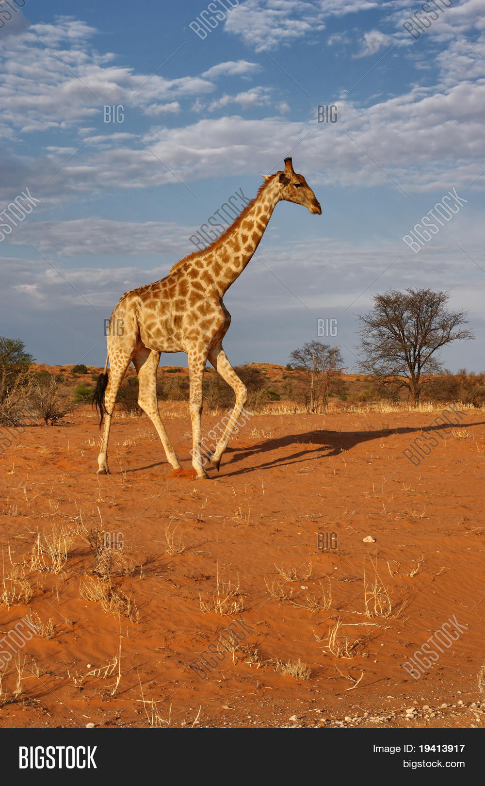 长颈鹿 ;种图案 ;南非 ;喀拉哈里沙漠 库存照片和库存图片 | bigstock