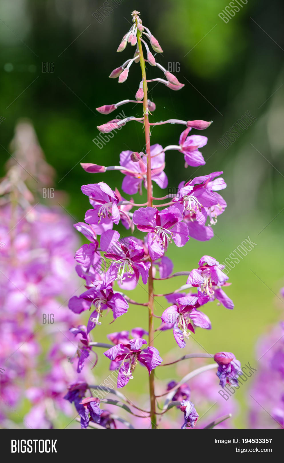 flowers of willow-herb ivan-tea on blurred background in in