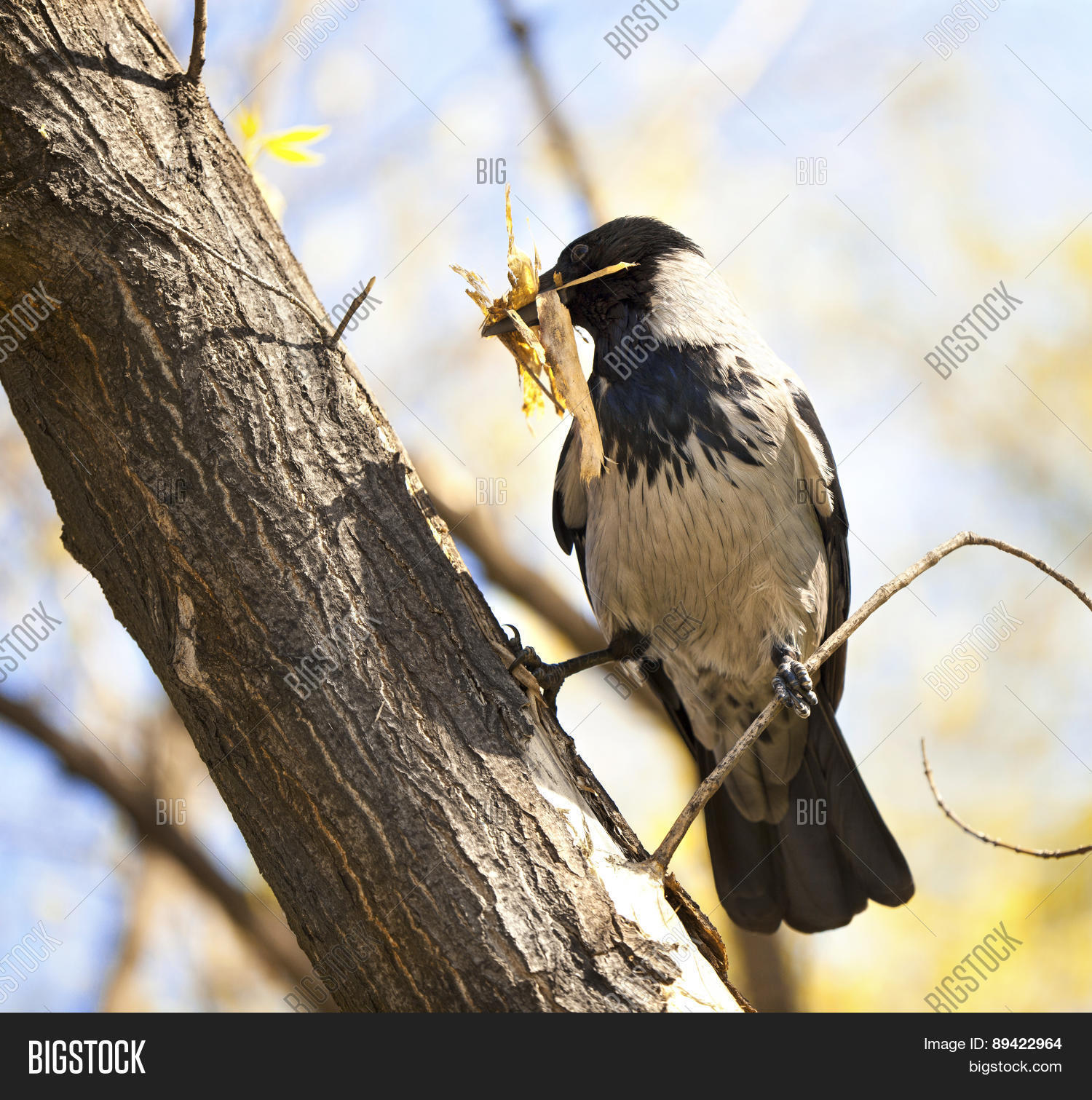 life of birds: building nests 库存照片和库存图片 | bigstock