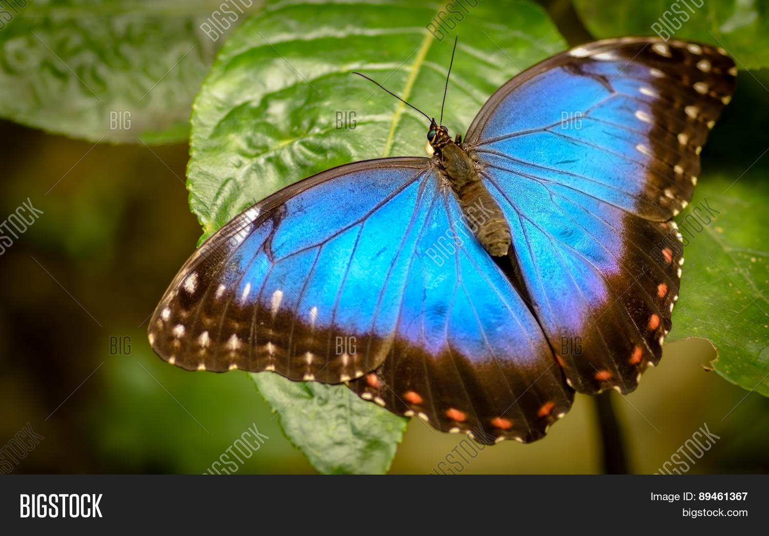 morpho peleides - blue morpho 库存照片和库存图片 | bigstock