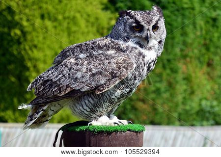 african spotted owl