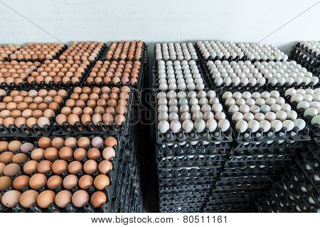 eggs preserved in panel wholesale market
