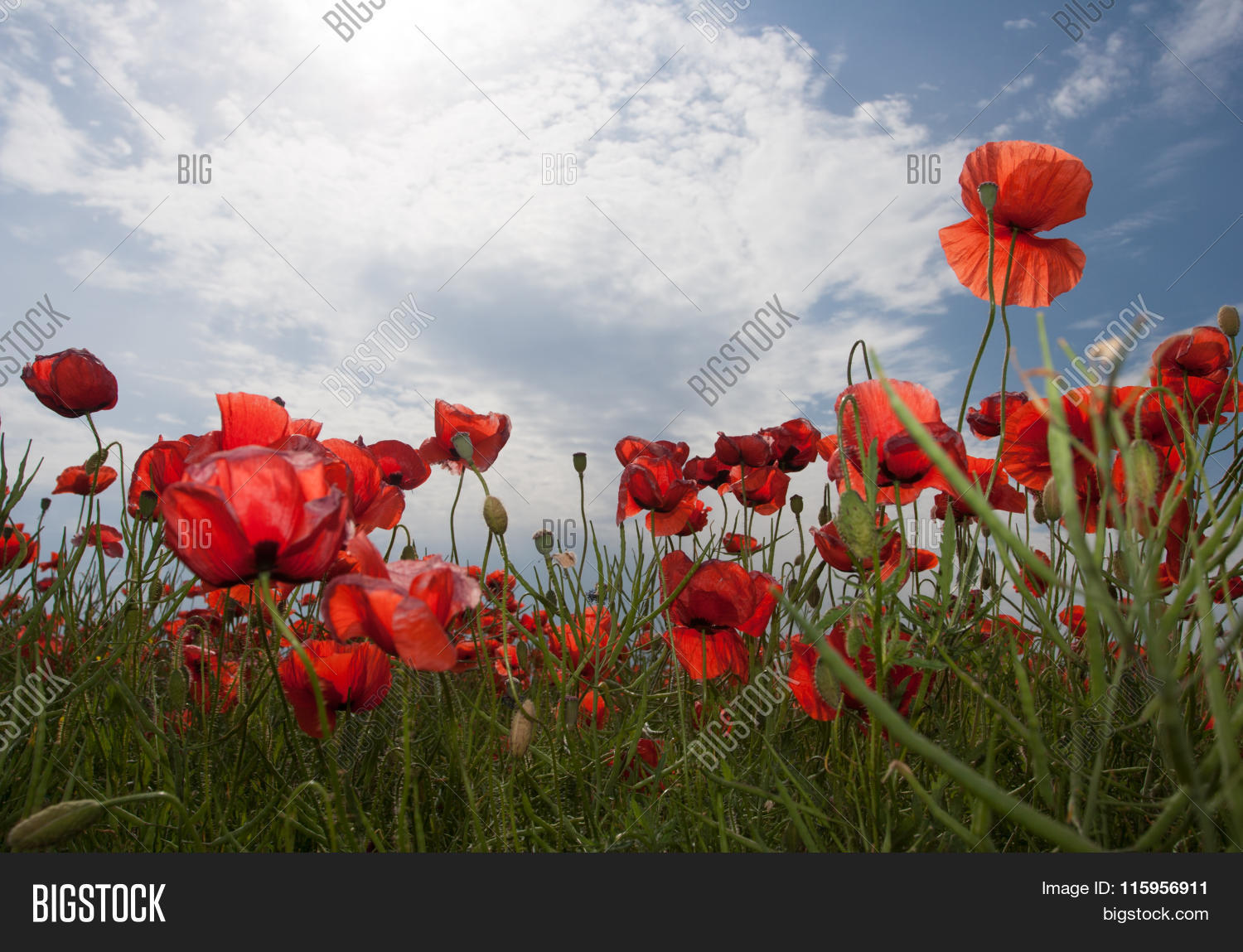 view of a lot of poppies