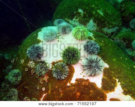 green sea urchins