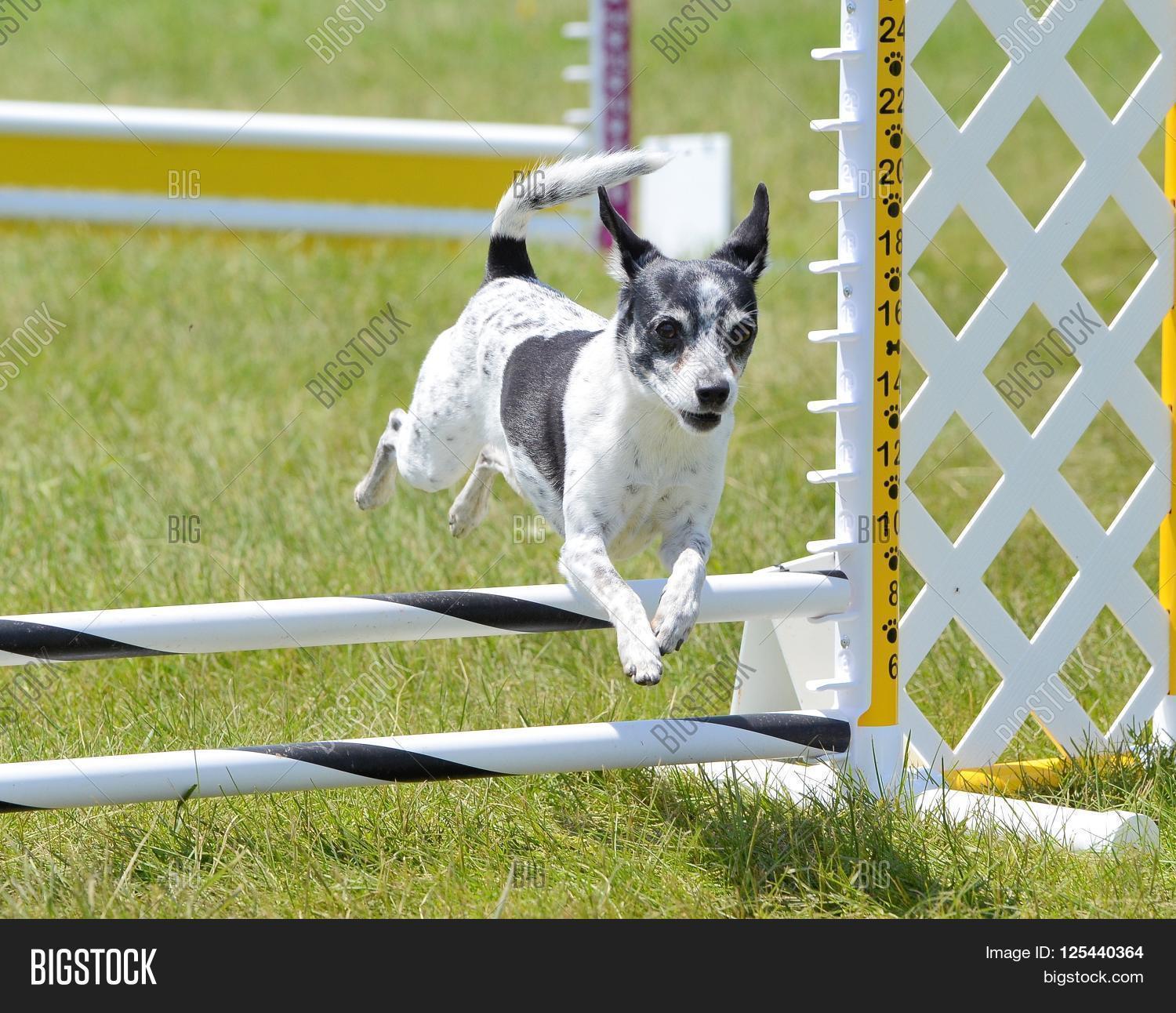 rat terrier leaping over jump dog图片和照片 | bigstock