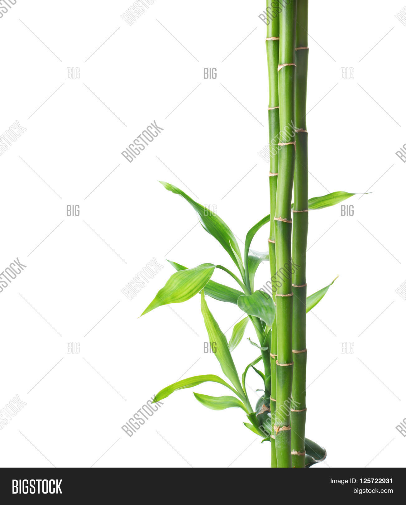 branches of bamboo isolated on white background.
