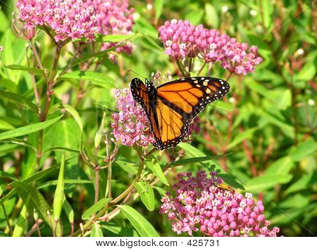 乳草 图片,库存照片和插图 | bigstock