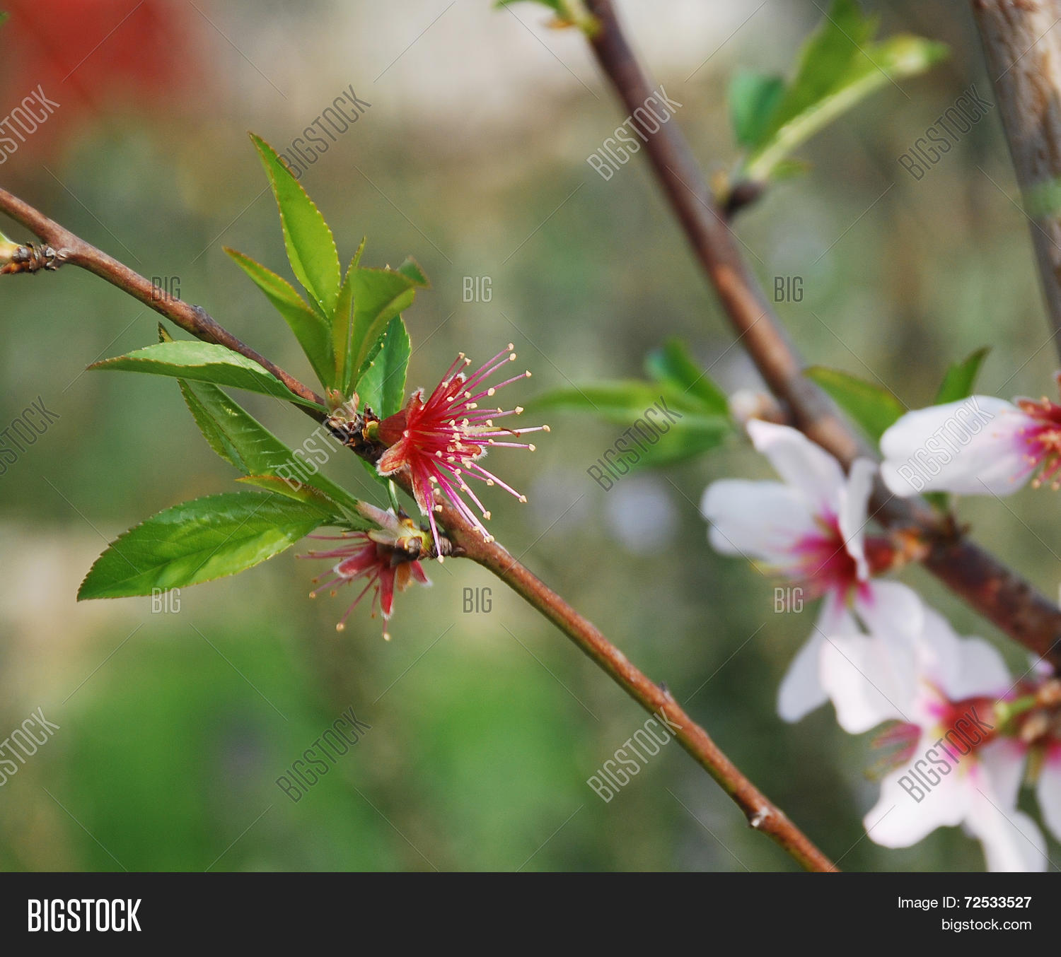 almond flowers after petal drop 库存照片和库存图片 | bigstock