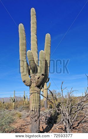 saguaro cactus, southwest, usa