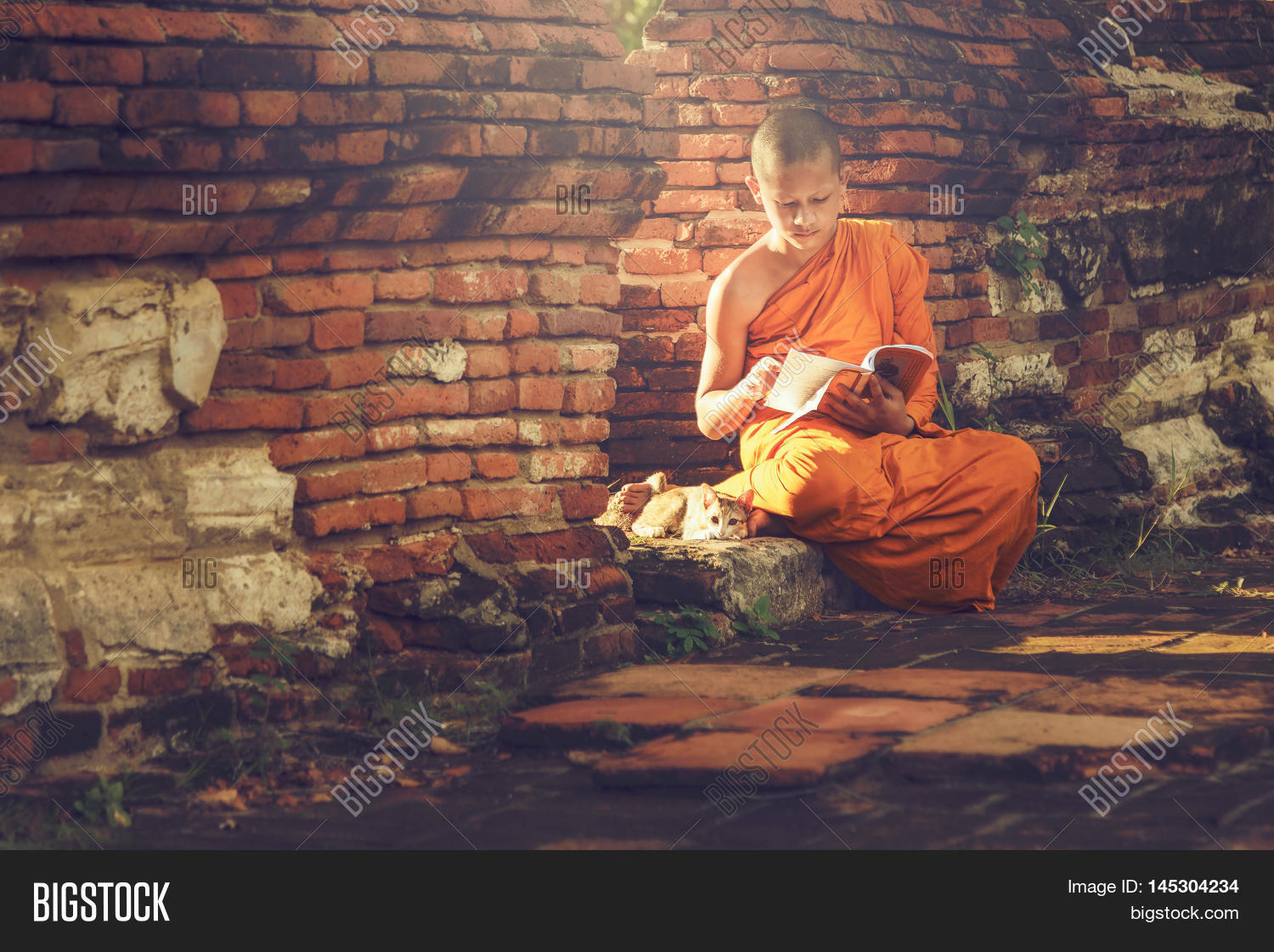 novice monk reading and study outside with a cat lying on the