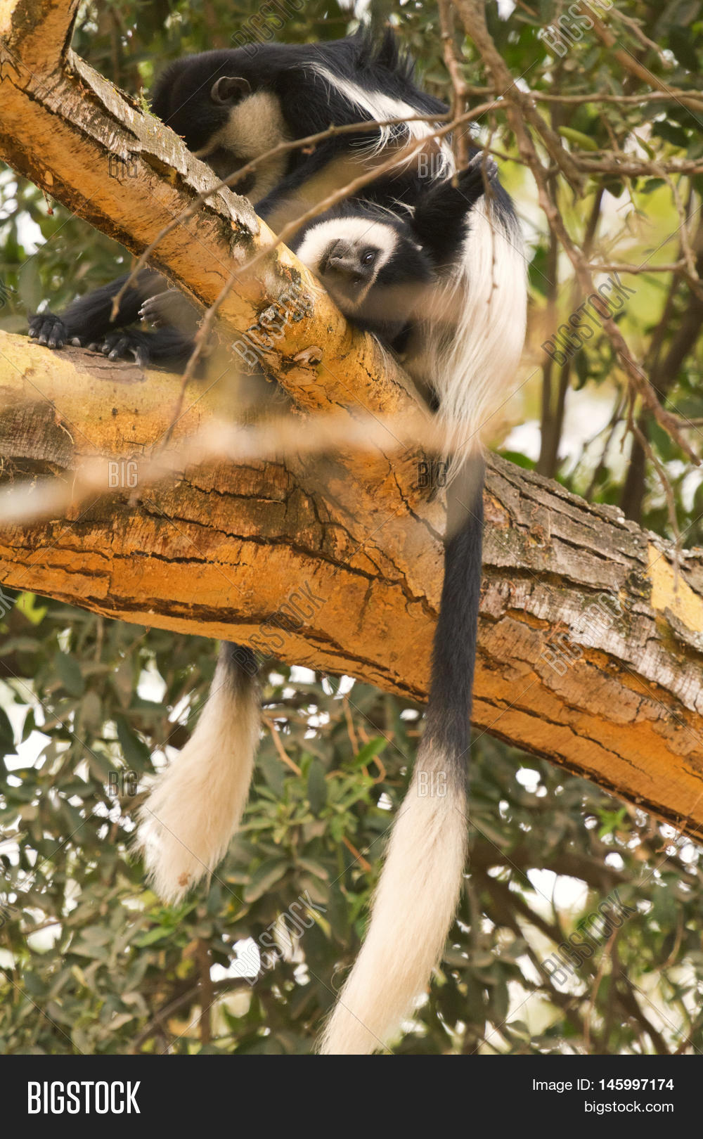 colobus monkey on a tree in nakuru lake kenya