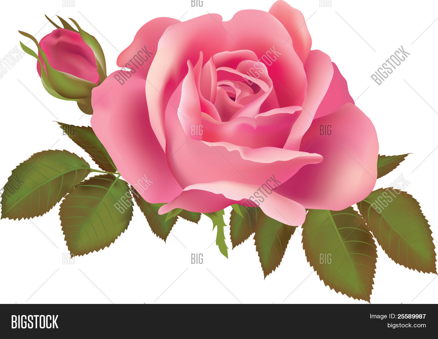 粉红色的玫瑰图.在插图创建渐变网格工具