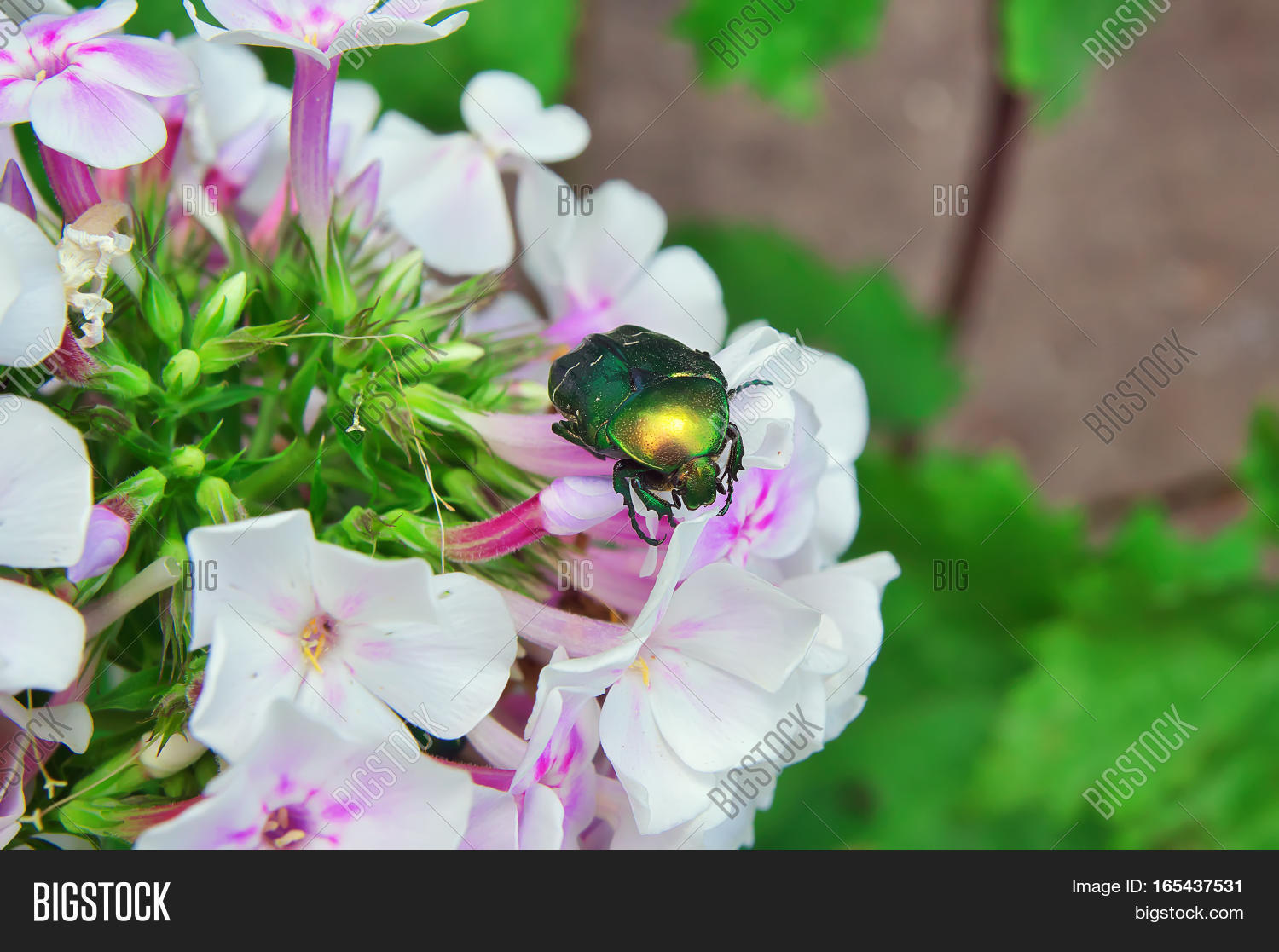 cockchafer close-up