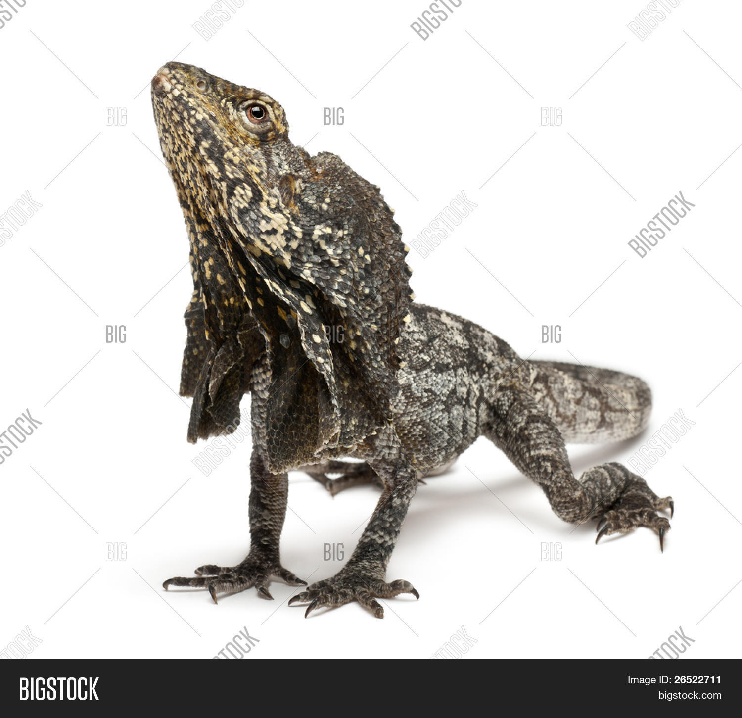 保存 frill-necked lizard also known as the frilled lizard, ch
