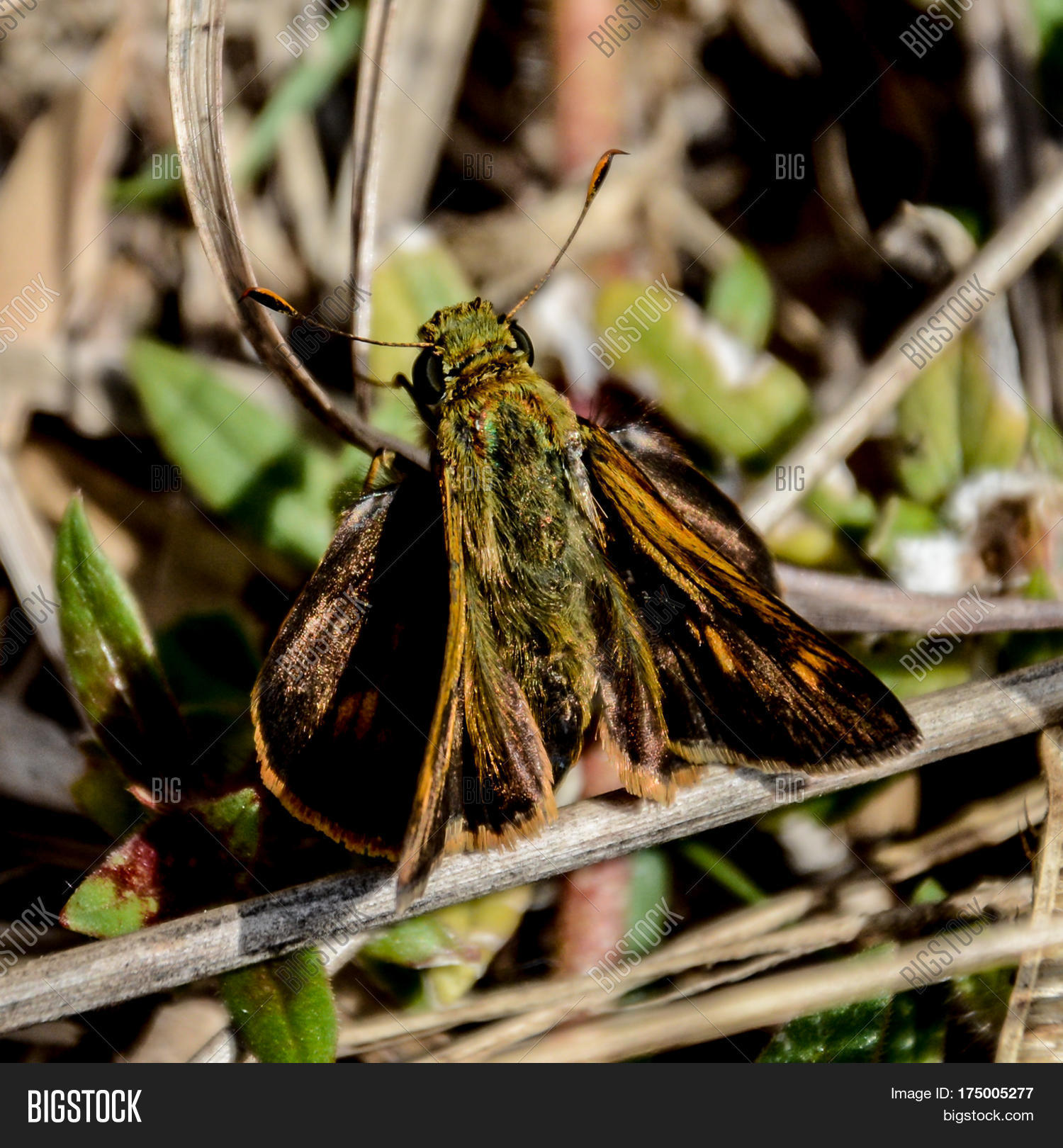 a small brown and green moth on a twig on the ground