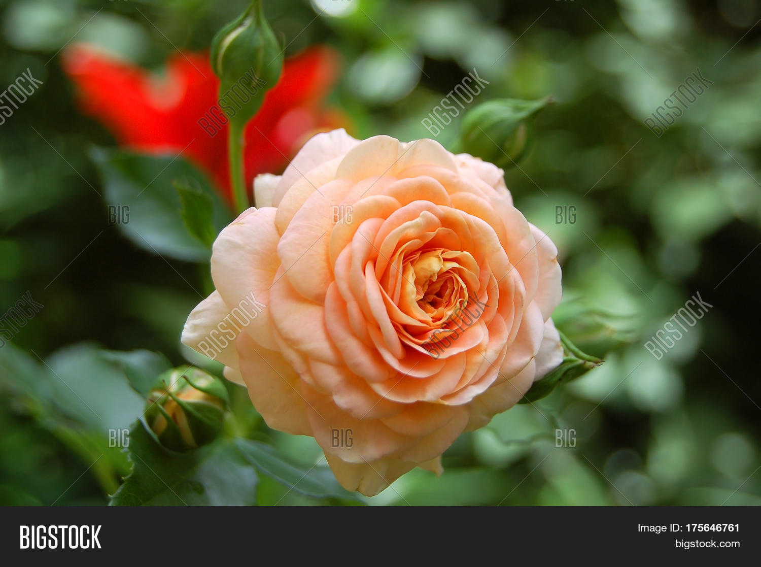 beautiful fresh rose flower in rural flowerbed