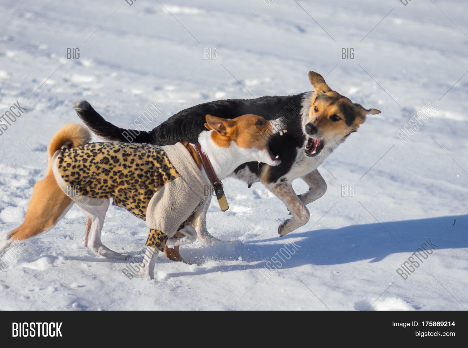basenji male dog attacking mixed-breed female dog on a fresh
