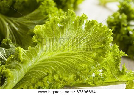 organic raw mustard greens