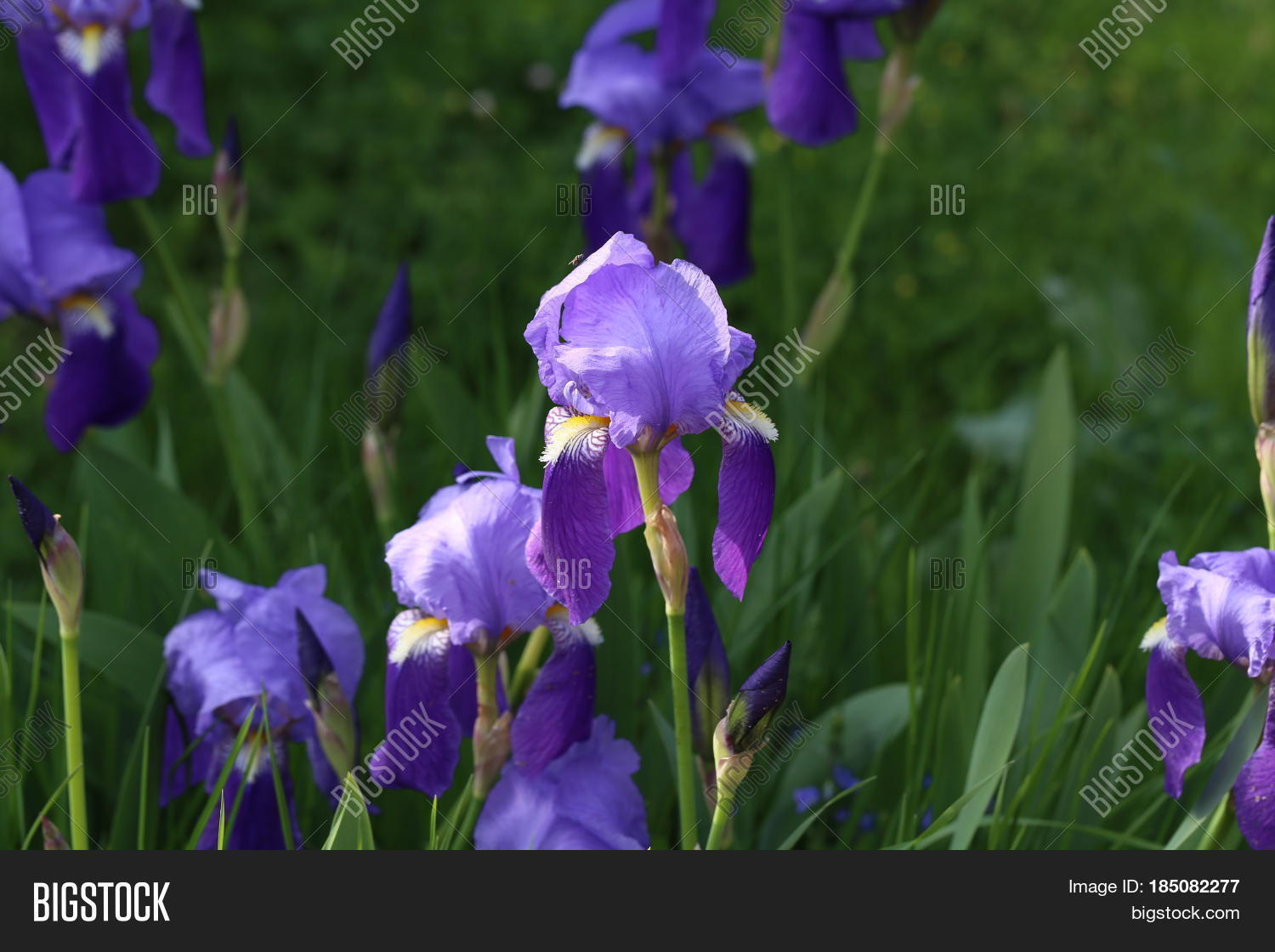blue iris / beautiful flowers grow on a flower bed