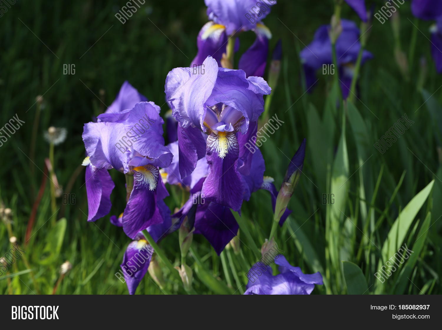 blue iris / beautiful flowers grow on a flower bed