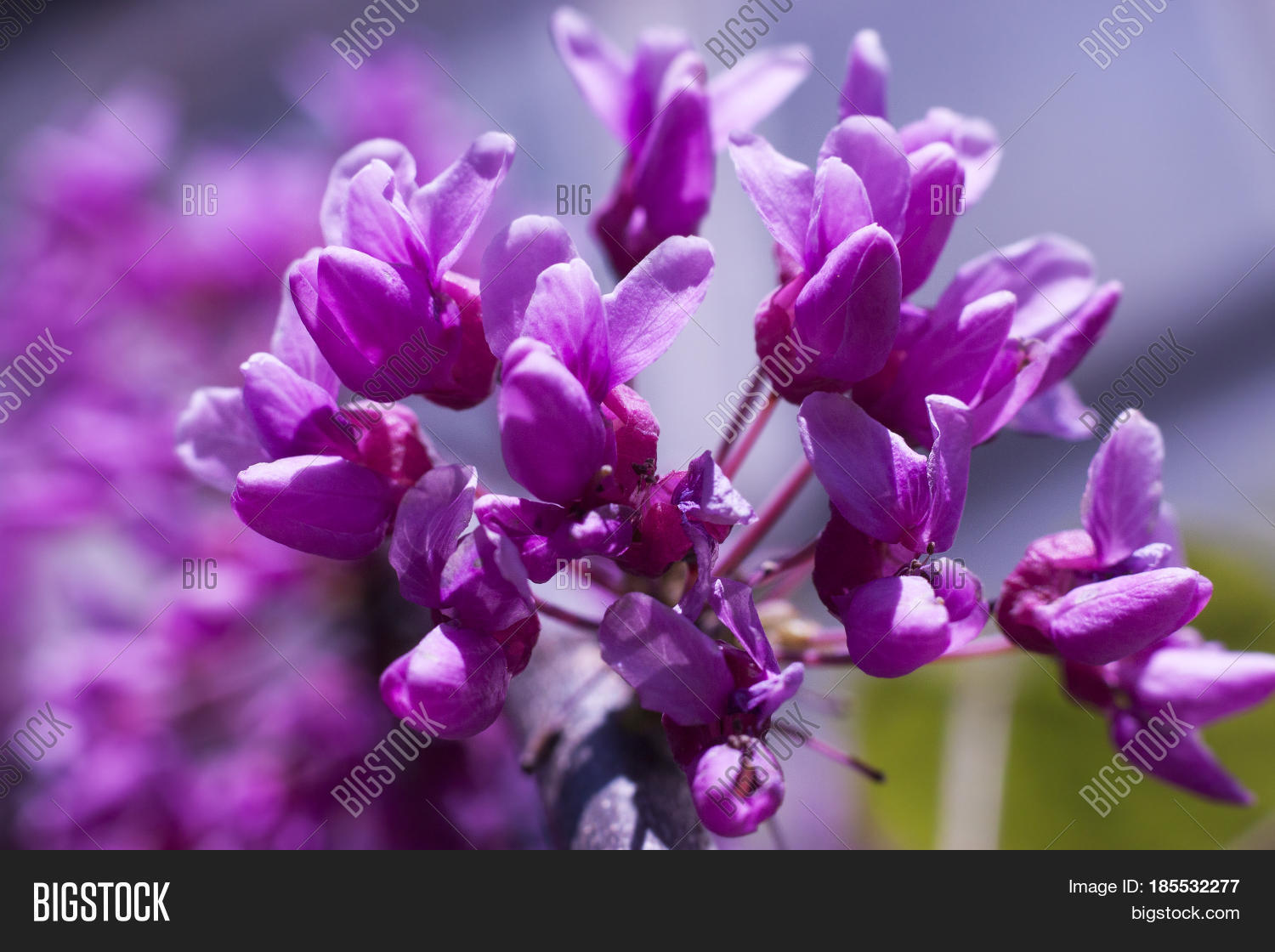 eastern redbud tree cercis canadensis blossoms in spring time
