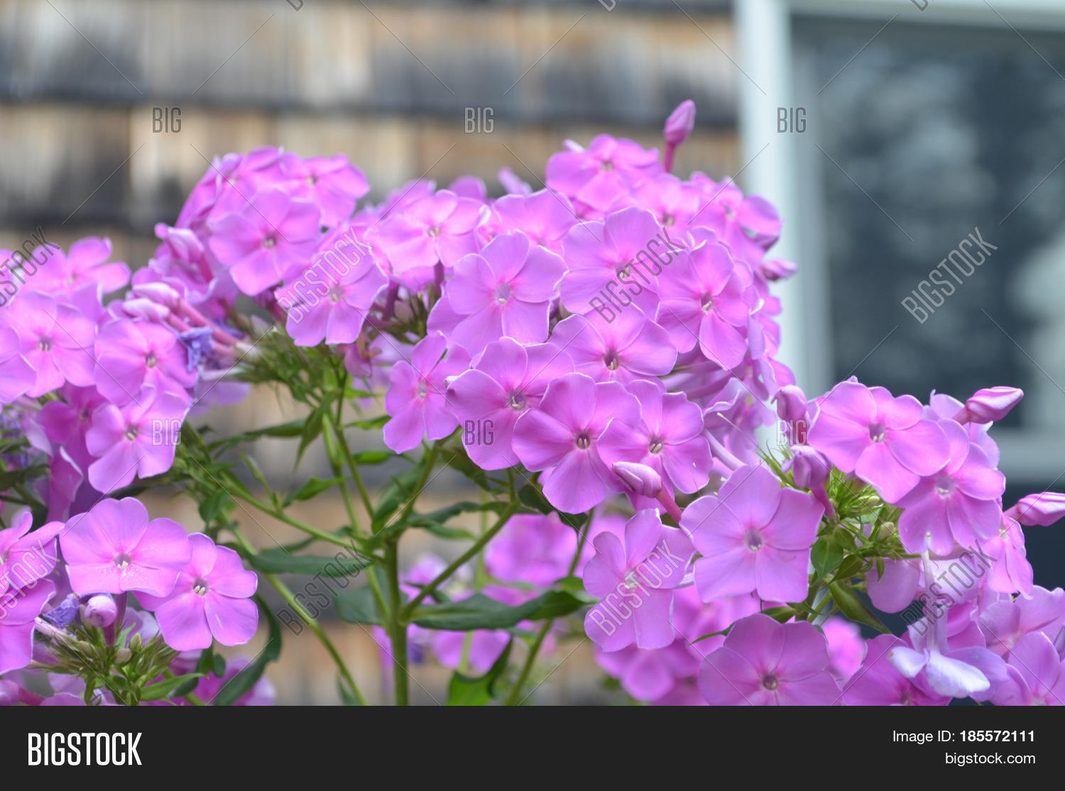 flowering bright pink phlox flowers in full bloom.