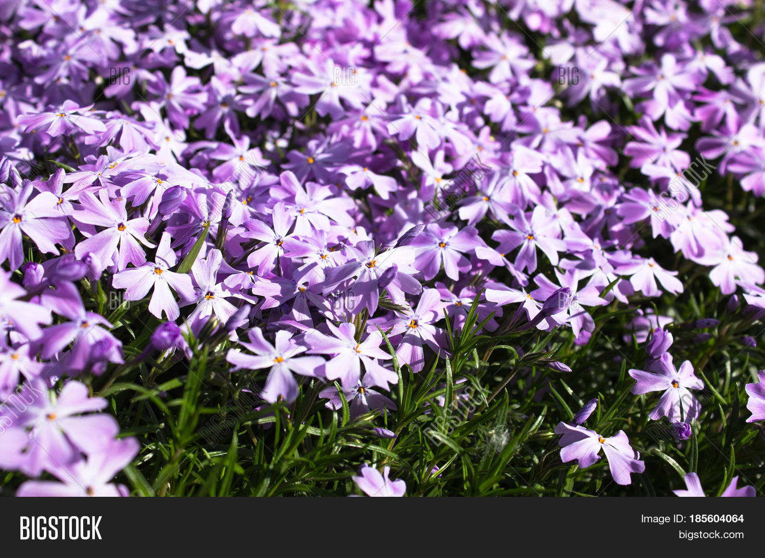 flowering plant. nature view of spring flowers.