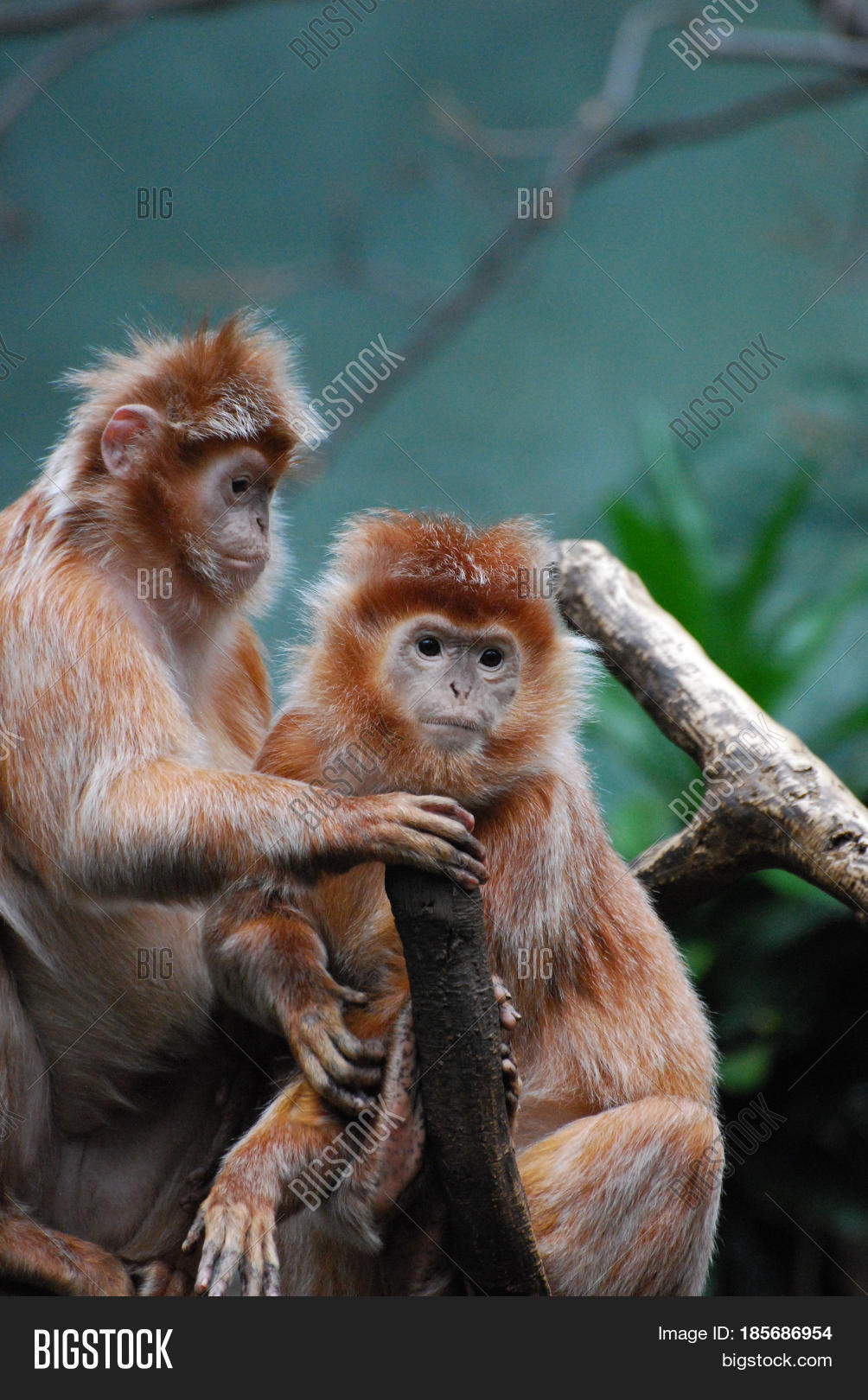 two javan langur monkeys sitting together examining something.